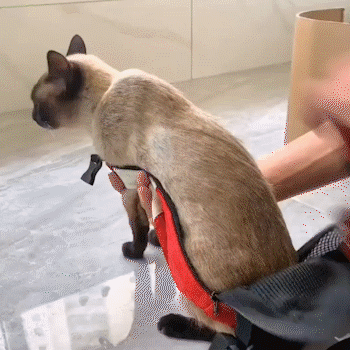 Comfortable Leg-Out Pet Carrier Backpack for Small Dogs Cats Travel