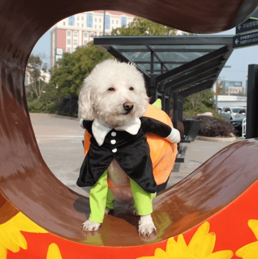 Adorable Pet Pumpkin Halloween Costume - Cozy & Fun for Dogs & Cats
