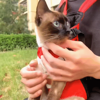 Comfortable Leg-Out Pet Carrier Backpack for Small Dogs Cats Travel