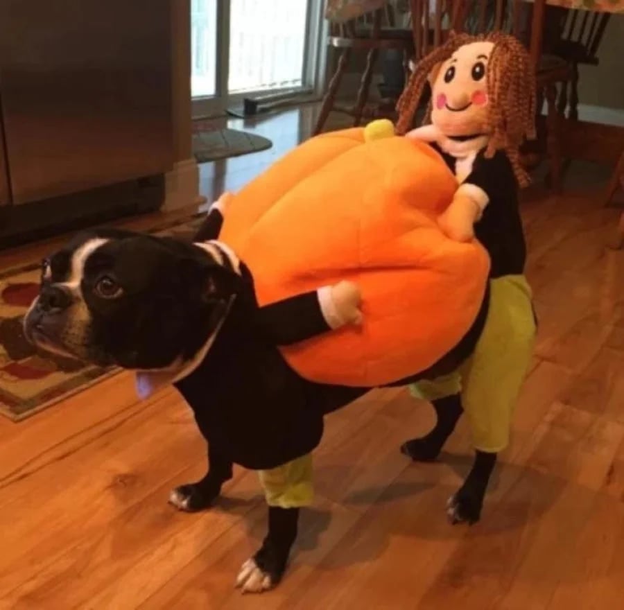 Adorable Pet Pumpkin Halloween Costume - Cozy & Fun for Dogs & Cats